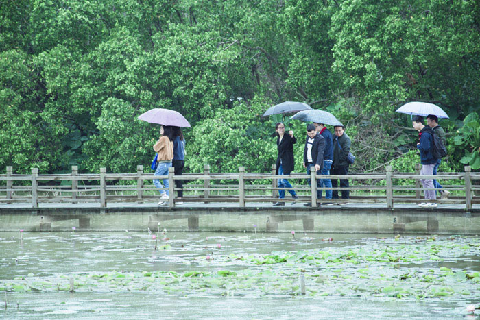 西奧多公益植樹活動(dòng)